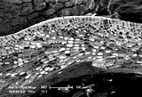 3 - Sezione longitudinale radiale del tallo con tricociti apicali